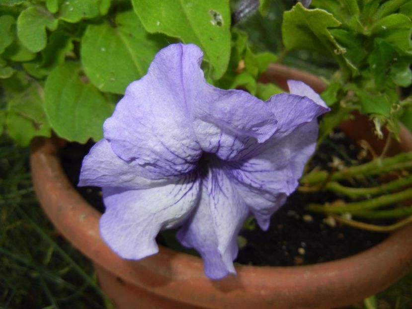 Petunia (2017, June 16) - PETUNIA Simple