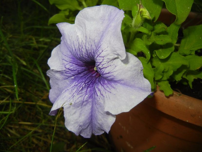 Petunia (2017, June 24) - PETUNIA Simple