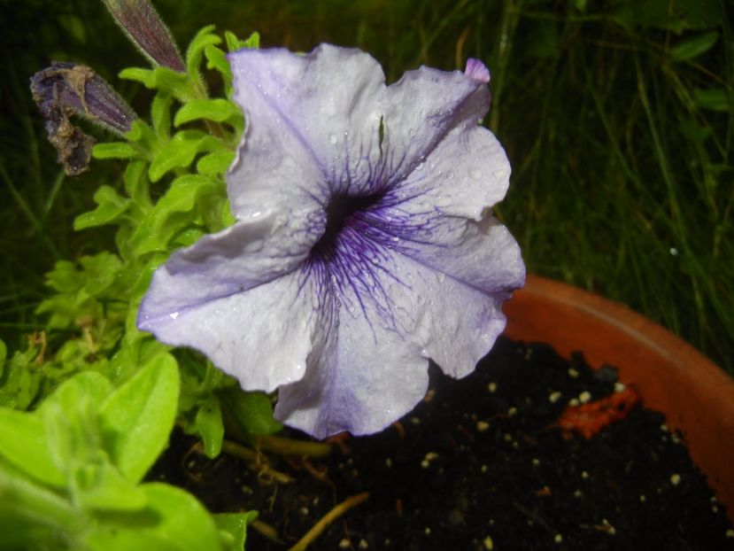 Petunia (2017, July 06) - PETUNIA Simple