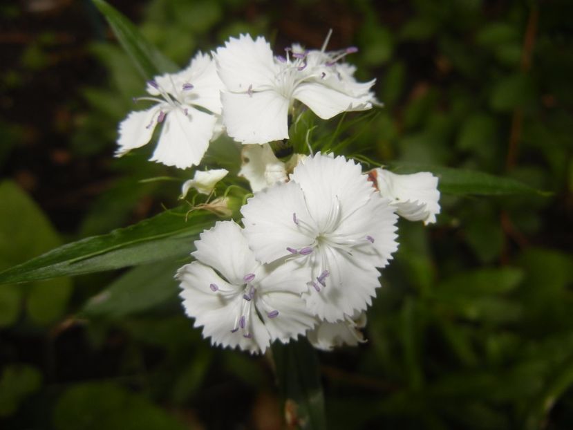 Dianthus barbatus (2017, June 06) - Dianthus Barbatus