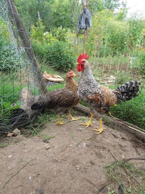  - proiect italiene crele