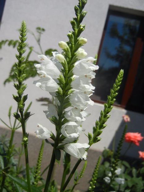 Physostegia virginiana Alba ('17,Jun.21) - PHYSOSTEGIA Virginiana Alba