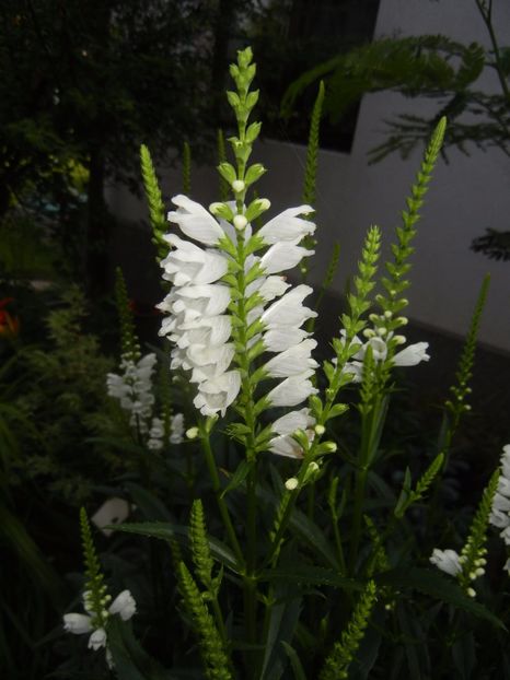 Physostegia virginiana Alba (17,Jun.23) - PHYSOSTEGIA Virginiana Alba