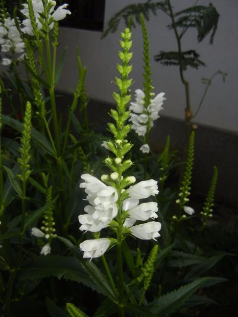 Physostegia virginiana Alba (17,Jun.23) - PHYSOSTEGIA Virginiana Alba