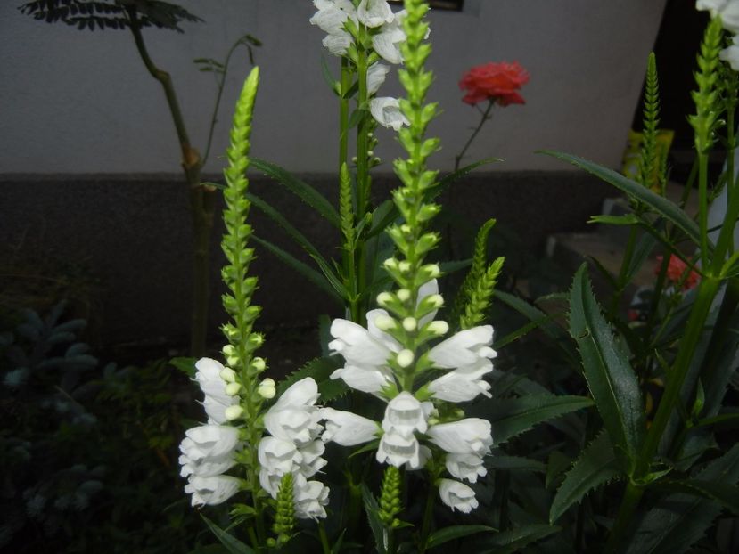 Physostegia virginiana Alba (17,Jun.23) - PHYSOSTEGIA Virginiana Alba