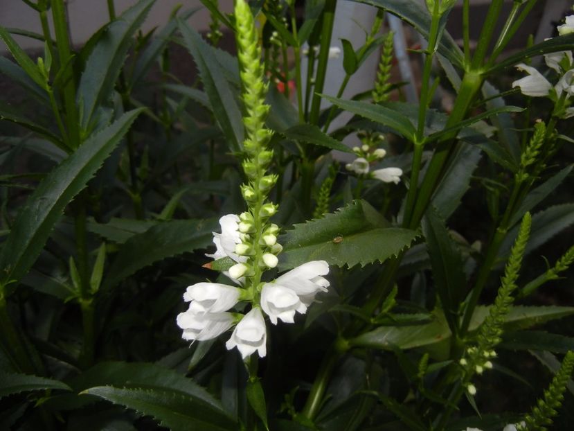 Physostegia virginiana Alba (17,Jun.23) - PHYSOSTEGIA Virginiana Alba