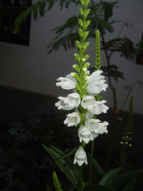 Physostegia virginiana Alba (17,Jun.23) - PHYSOSTEGIA Virginiana Alba