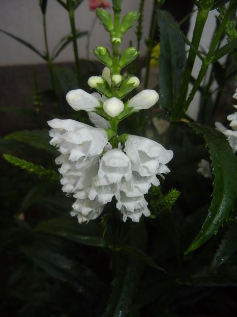 Physostegia virginiana Alba (17,Jun.24) - PHYSOSTEGIA Virginiana Alba