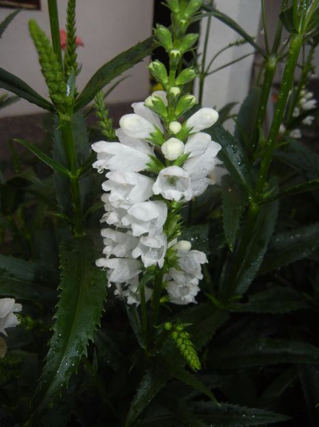 Physostegia virginiana Alba (17,Jun.24) - PHYSOSTEGIA Virginiana Alba