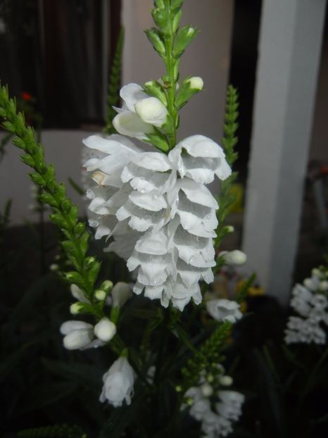 Physostegia virginiana Alba (17,Jun.24) - PHYSOSTEGIA Virginiana Alba