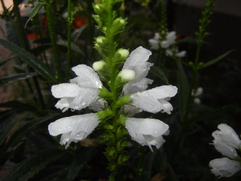 Physostegia virginiana Alba (17,Jun.28) - PHYSOSTEGIA Virginiana Alba