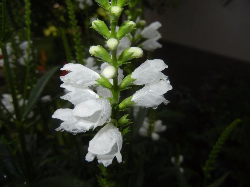 Physostegia virginiana Alba (17,Jun.28) - PHYSOSTEGIA Virginiana Alba