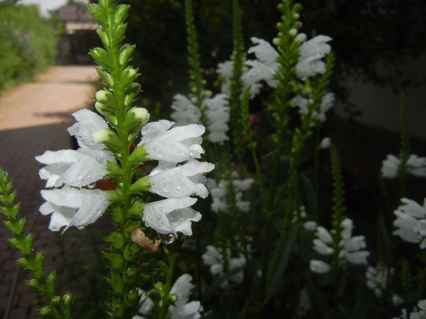 Physostegia virginiana Alba (17,Jun.28) - PHYSOSTEGIA Virginiana Alba