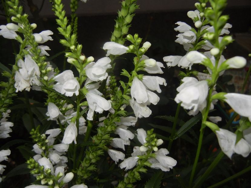 Physostegia virginiana Alba (17,Jul.04) - PHYSOSTEGIA Virginiana Alba