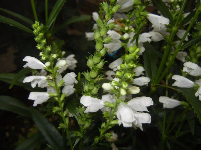 Physostegia virginiana Alba (17,Jul.04) - PHYSOSTEGIA Virginiana Alba