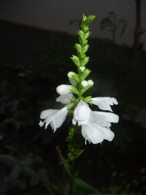 Physostegia virginiana Alba (17,Jul.04) - PHYSOSTEGIA Virginiana Alba