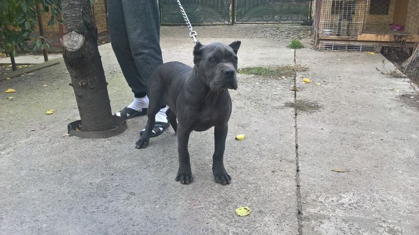 saşa.4.luni - cane corso