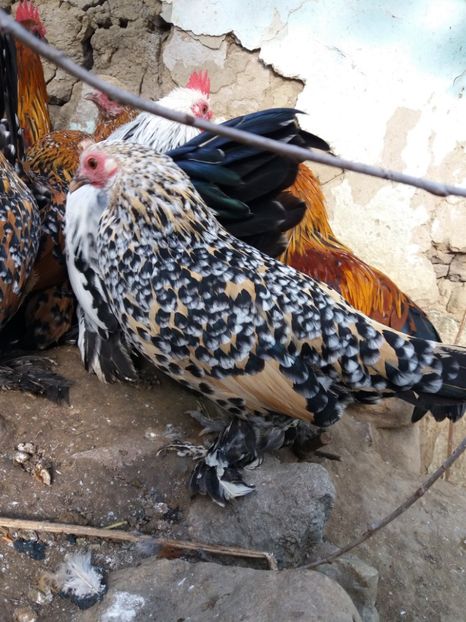  - mii de flori lemon