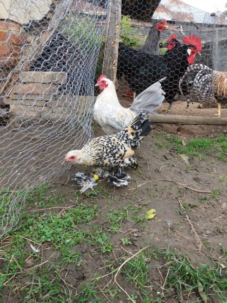  - mii de flori isabel