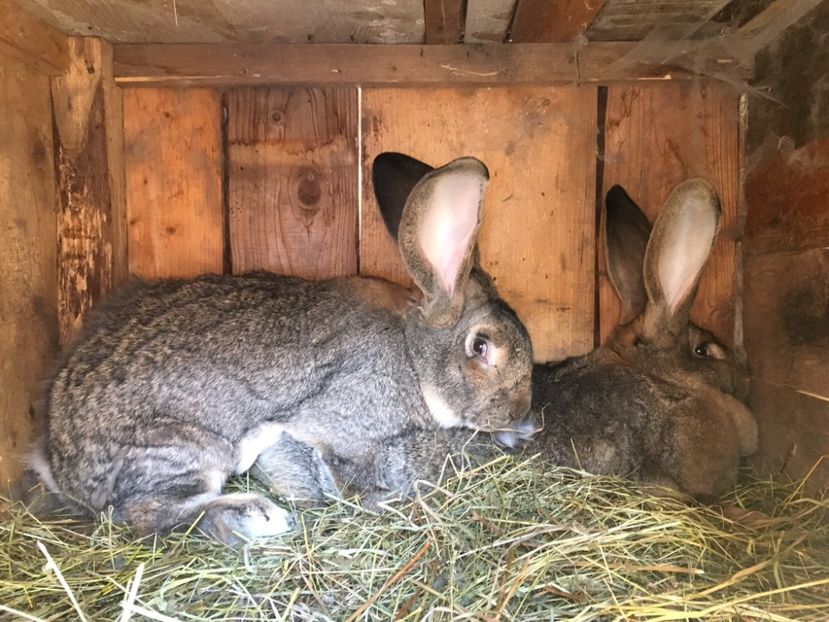 3E61ED32-76A6-47FF-B8D4-FBF101608BAC - Mascul Boby Malita