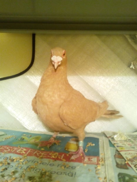 m 2016 - VOIAJORI STIL VECHI SI  VOIAJORI DE FRUMUSETE