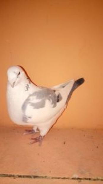 Femela 2013 - POR AMERICANI VANDUTI