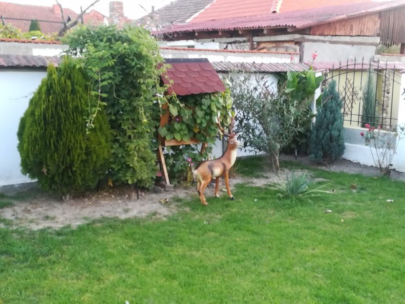  - Constructii casa si gradina