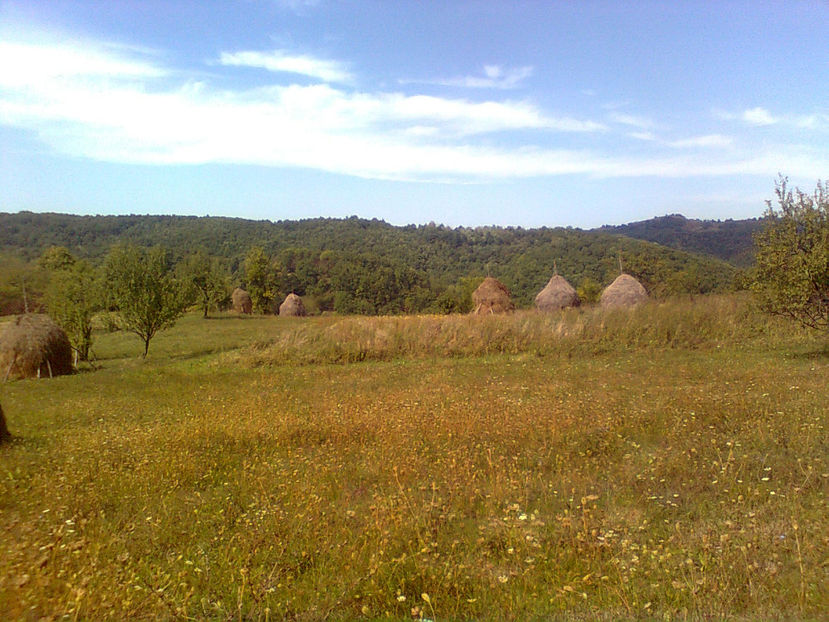  - TOAMNA LA RUNCSOR - IMAGINI