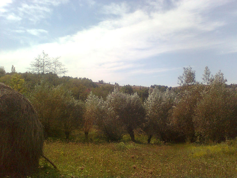  - PRIN GRADINA 2014 -216 - 2017 - 2018 Viata la tara