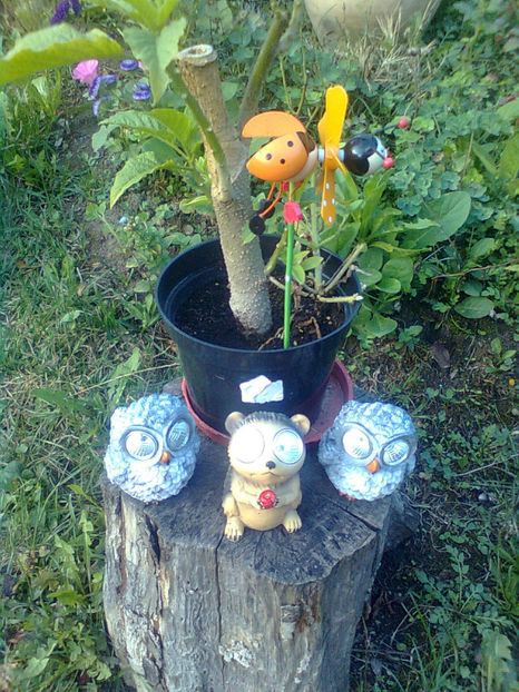  - DIN GRADINA MEA 2015
