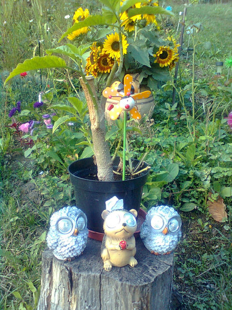  - DIN GRADINA MEA 2015