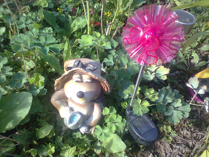  - DIN GRADINA MEA 2015