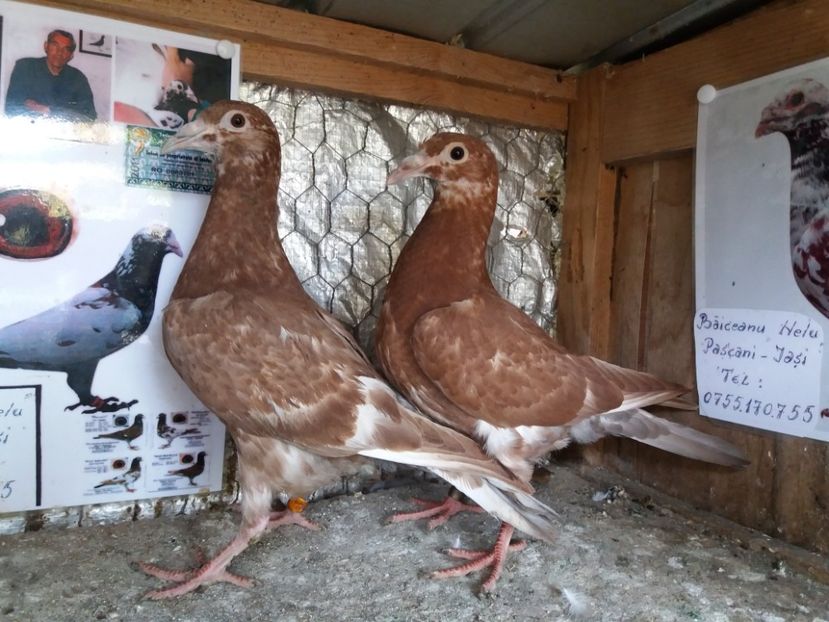  - Meulemans de vanzare