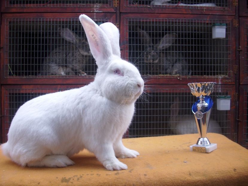 96 puncte - URIAS GERMAN ALB