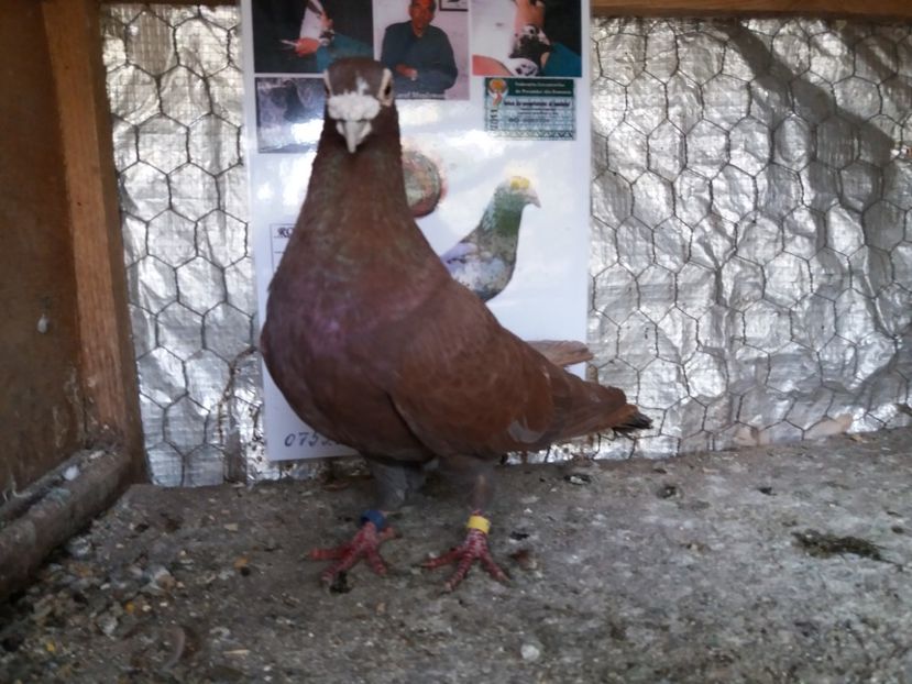 M 2013-70 Lei - Meulemans de vanzare