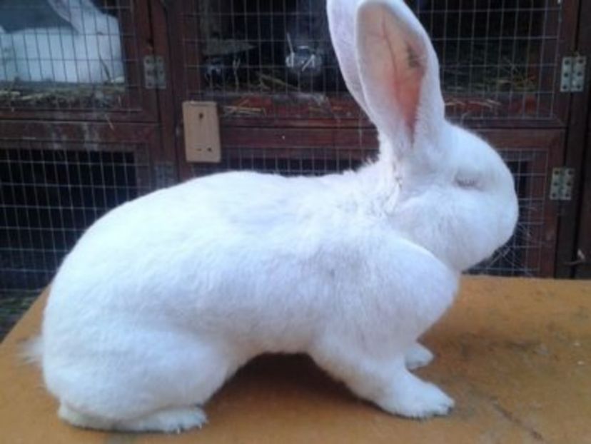 Mascul Campion European 2015 - URIAS GERMAN ALB