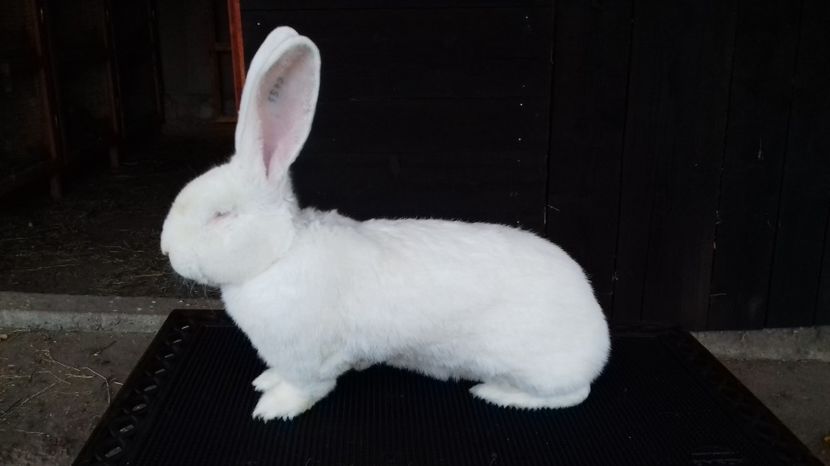 97,5 puncte - URIAS GERMAN ALB