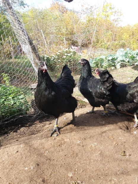  - australorp negru