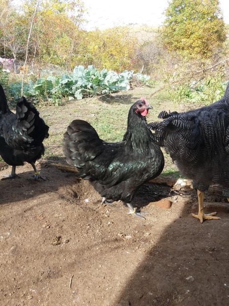  - australorp negru