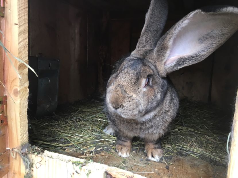 ECB59D3D-C17A-49FD-A85E-65B75C6632E0 - Mascul Boby Malita