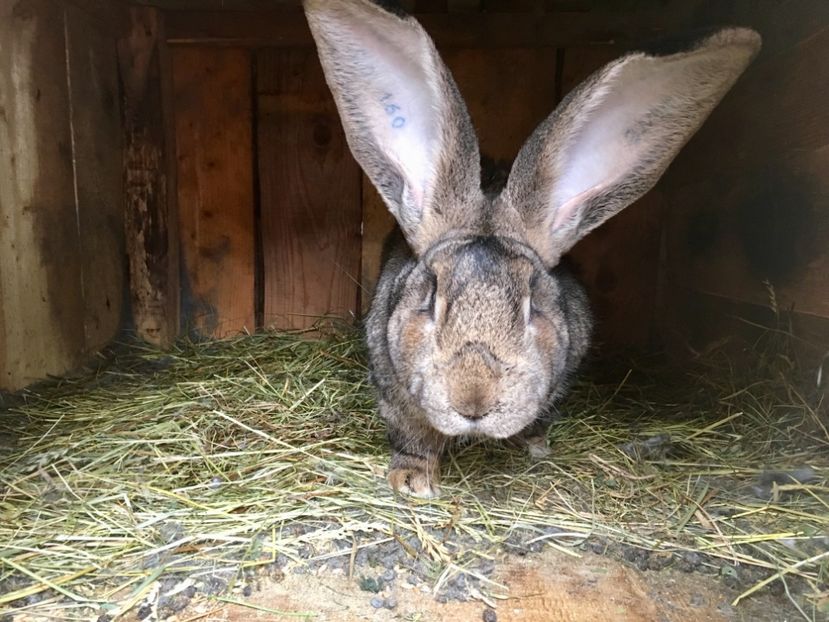 DB783775-F9E2-4331-A02C-2F9AD4CA8454 - Mascul Boby Malita