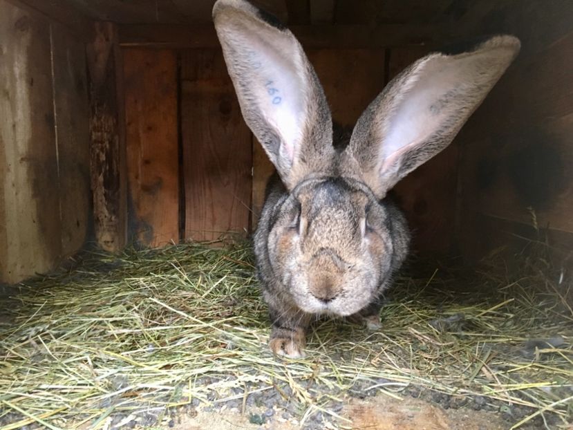 EF6DC37C-D2BD-4D00-A324-2578DBF874E0 - Mascul Boby Malita