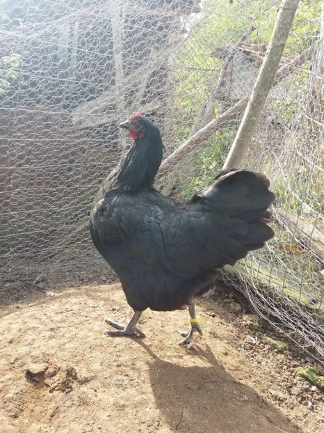  - australorp negru