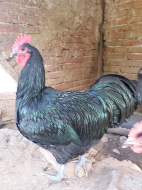  - australorp negru