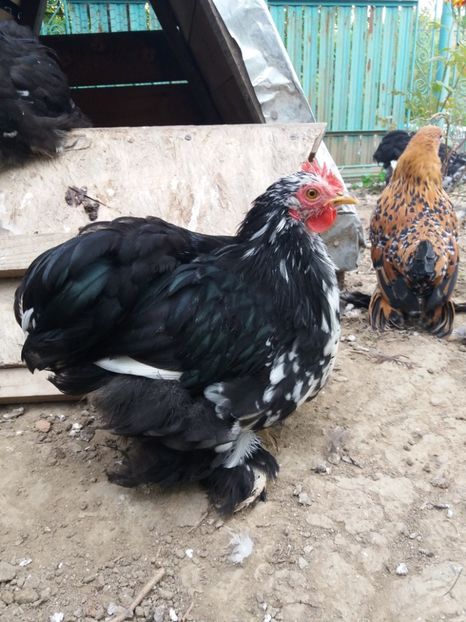  - cochin bobat pitic