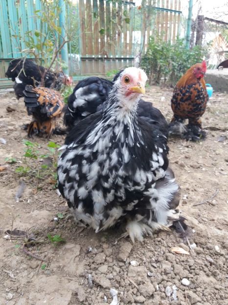  - cochin bobat pitic