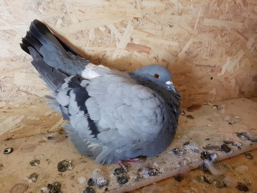 Porumbita 2015 - Porumbei mondain francez