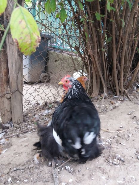  - cochin bobat pitic