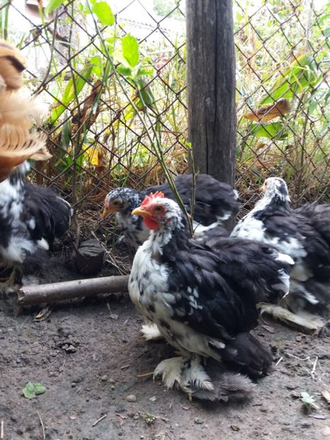  - cochin bobat pitic