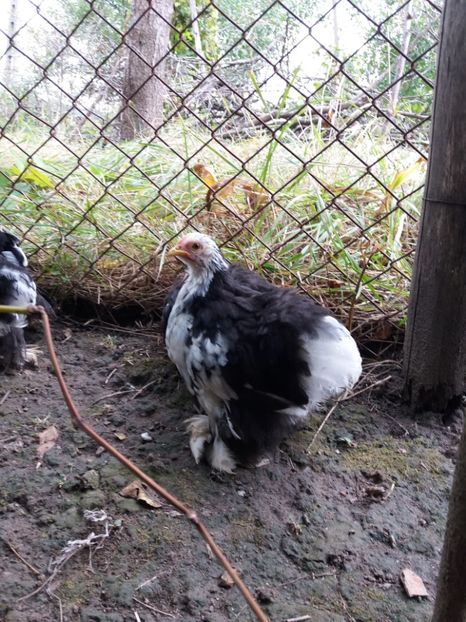  - cochin bobat pitic